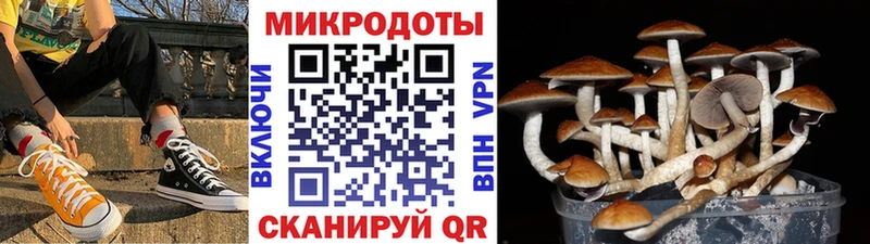 OMG ссылка  Волгореченск  Псилоцибиновые грибы мицелий 